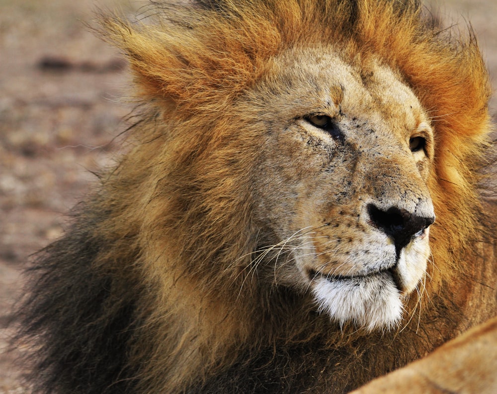野生動物のライオンの浅い焦点写真