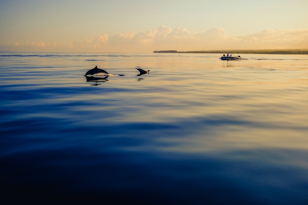 silhouette of two dolphins on water under white clouds