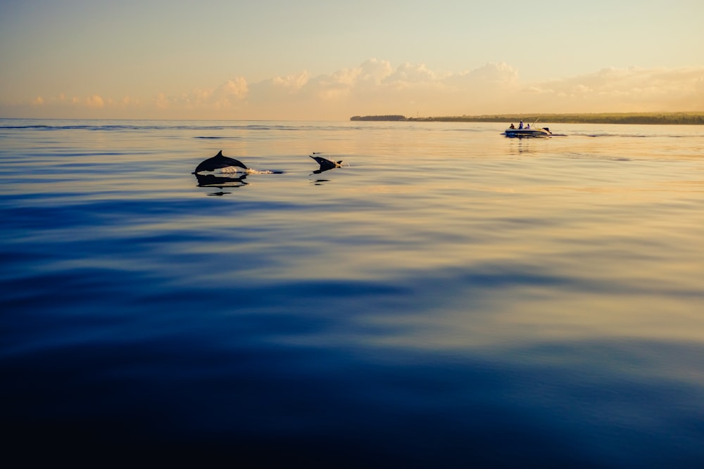 흰 구름 아래 물 위에 있는 두 마리의 돌고래의 실루엣