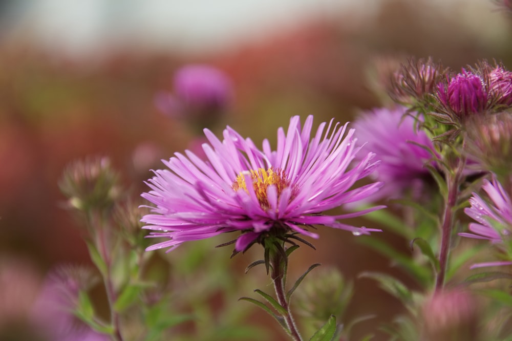 selective photo of pink aster flower