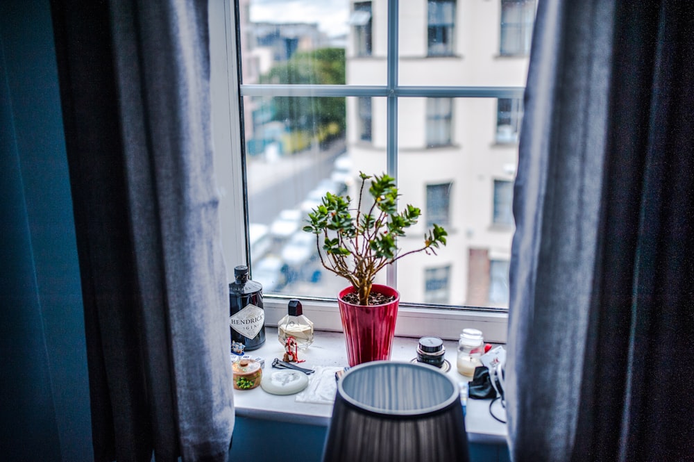 green leafed plant in red vase