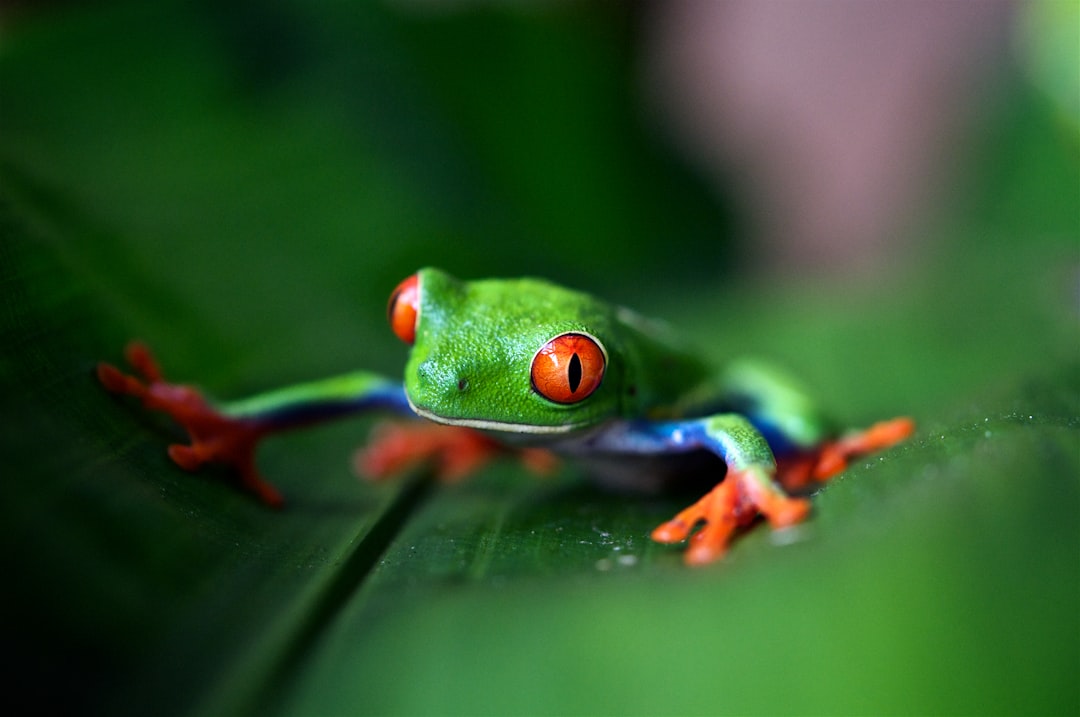  in  Costa Rica