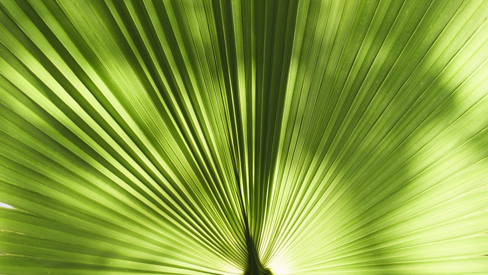 closeup photography of green leaf plant