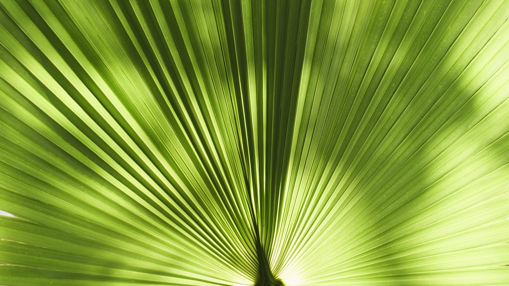 fotografia ravvicinata di pianta a foglia verde