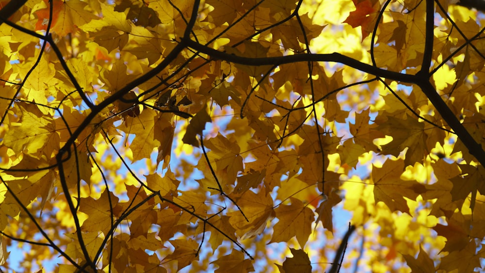 shallow focus of dry leafed tree