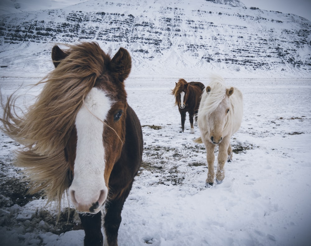 chevaux bruns et blancs sur des terres enneigées