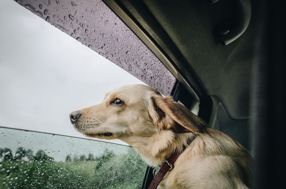 yellow Labrador retriever sneaking on vehicle window