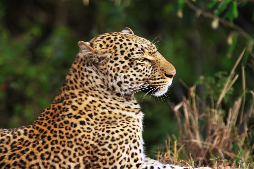 Flachfokusfotografie von Leoparden