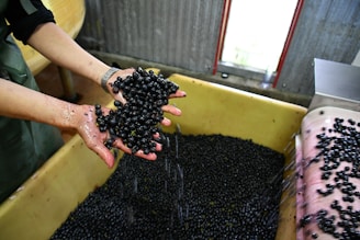 Hands hold a cluster of dark berries over a large container filled with more berries. The setting appears to be an industrial or factory environment, possibly related to food processing or winemaking. The hands are slightly wet, suggesting that the berries have been washed or are in the process of being washed.