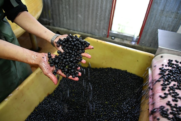 Hands hold a cluster of dark berries over a large container filled with more berries. The setting appears to be an industrial or factory environment, possibly related to food processing or winemaking. The hands are slightly wet, suggesting that the berries have been washed or are in the process of being washed.