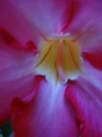 A close-up of a hologram displaying a vibrant flower with sound waves.