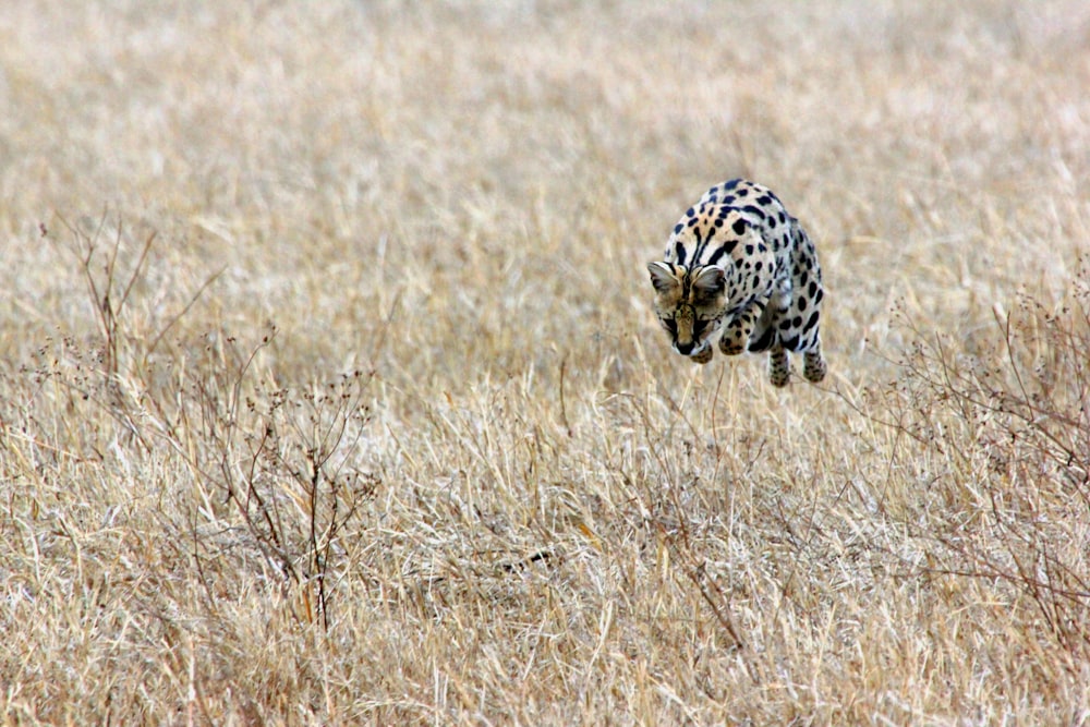 Bengal running on brown meadows