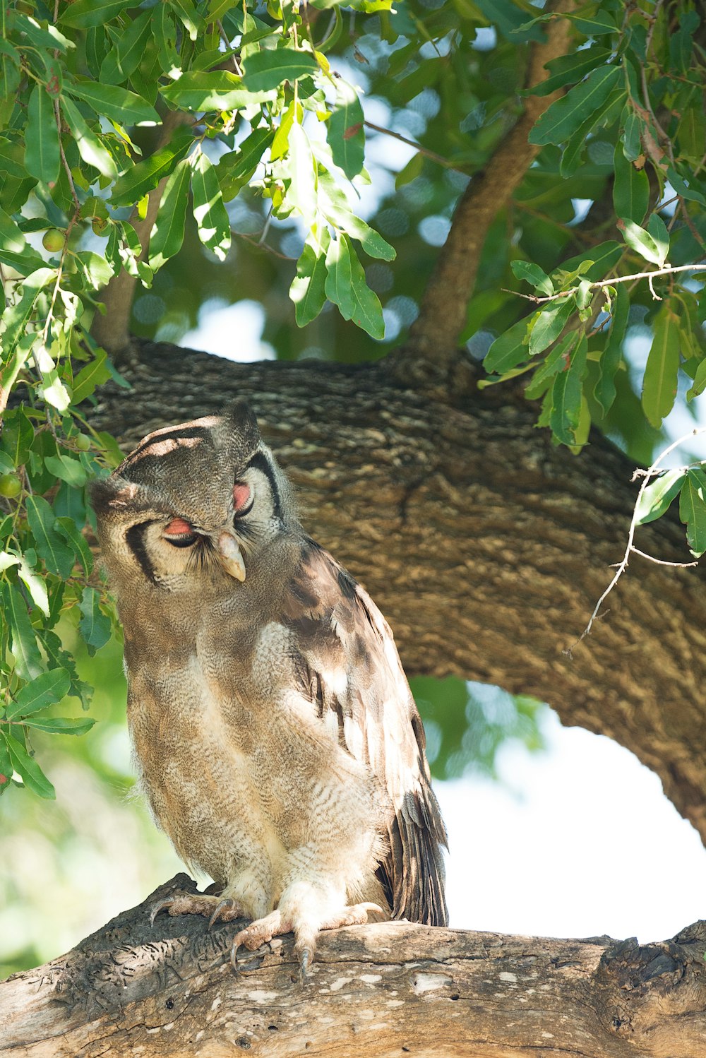 shallow focus photo of brown owl