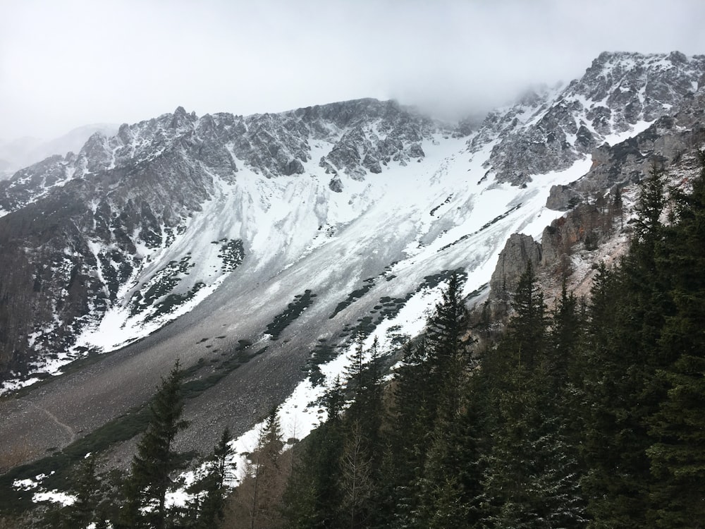 green trees surrounding snowy mountain