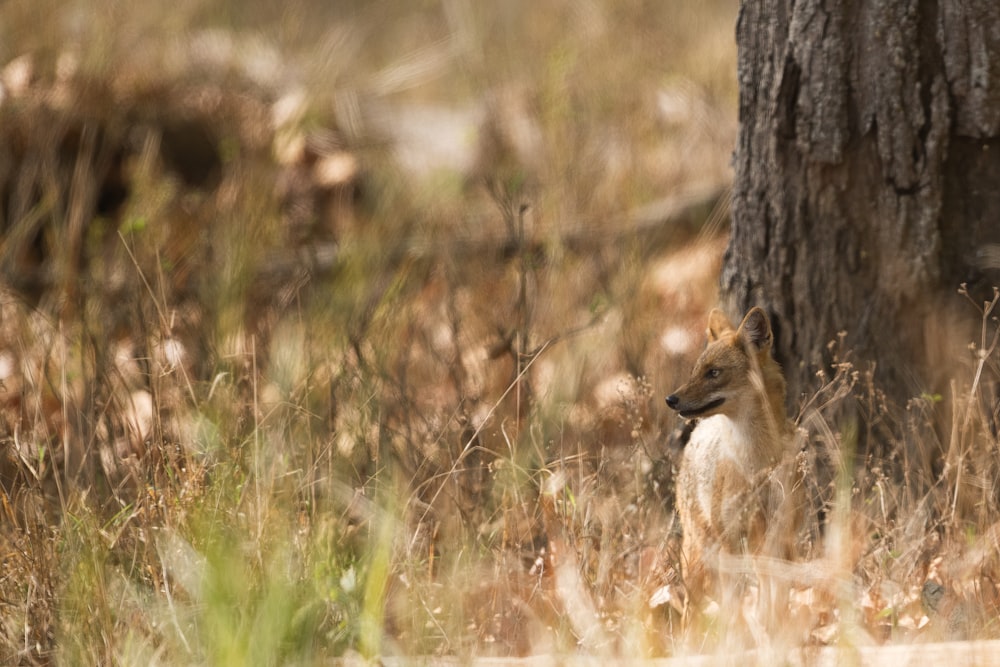 close-up photography of fox standing beside brown tree trunk