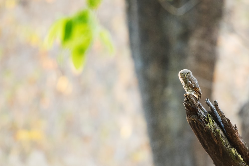 brown owl on brown tree branch