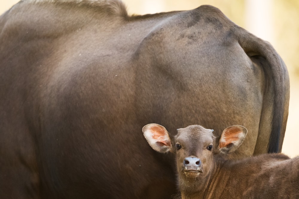 close-up photo of brown calf