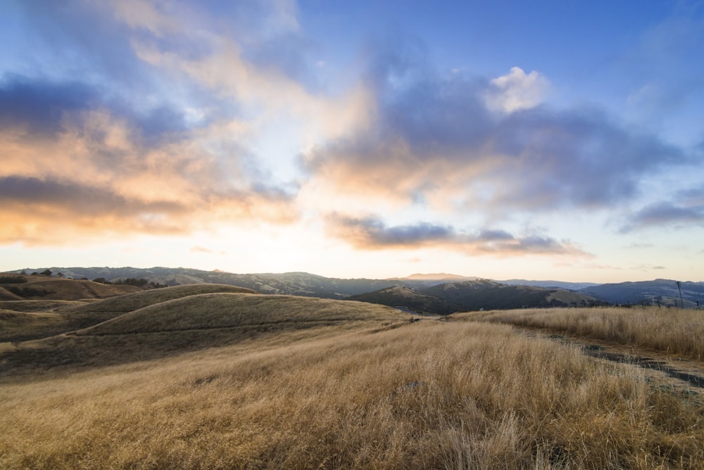 campo di erba marrone sotto il cielo blu durante il giorno