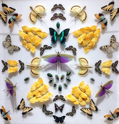A collection of vibrant butterflies and beetles arranged in a symmetrical pattern on a white background. Various species are displayed, including yellow, purple, and green butterflies, along with several metallic green beetles.