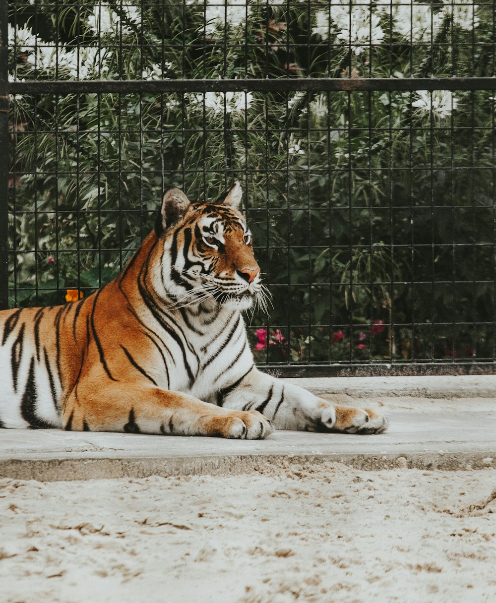 Bengalischer Tiger liegt auf dem Boden