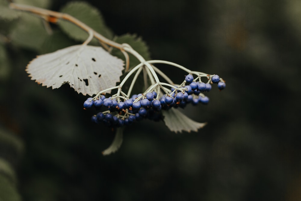 closeup photo of blue fruits