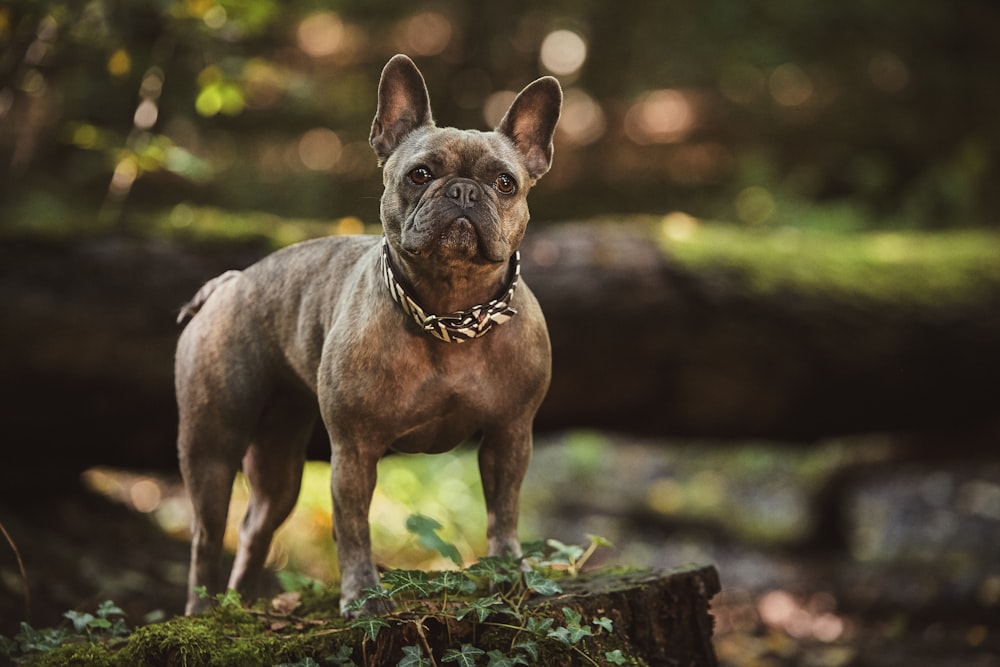 adult brown French bulldog in close up photography