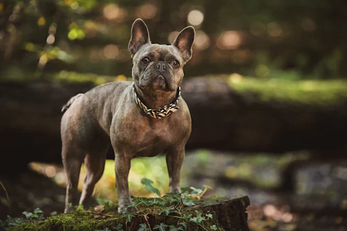 Ormanda yosunlu bir kütüğün üzerinde duran gri-kahverengi Fransız Bulldog