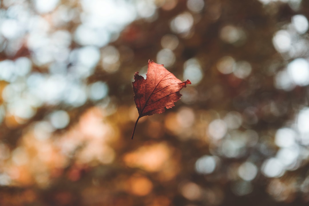 focus photography of dried leaf on midair