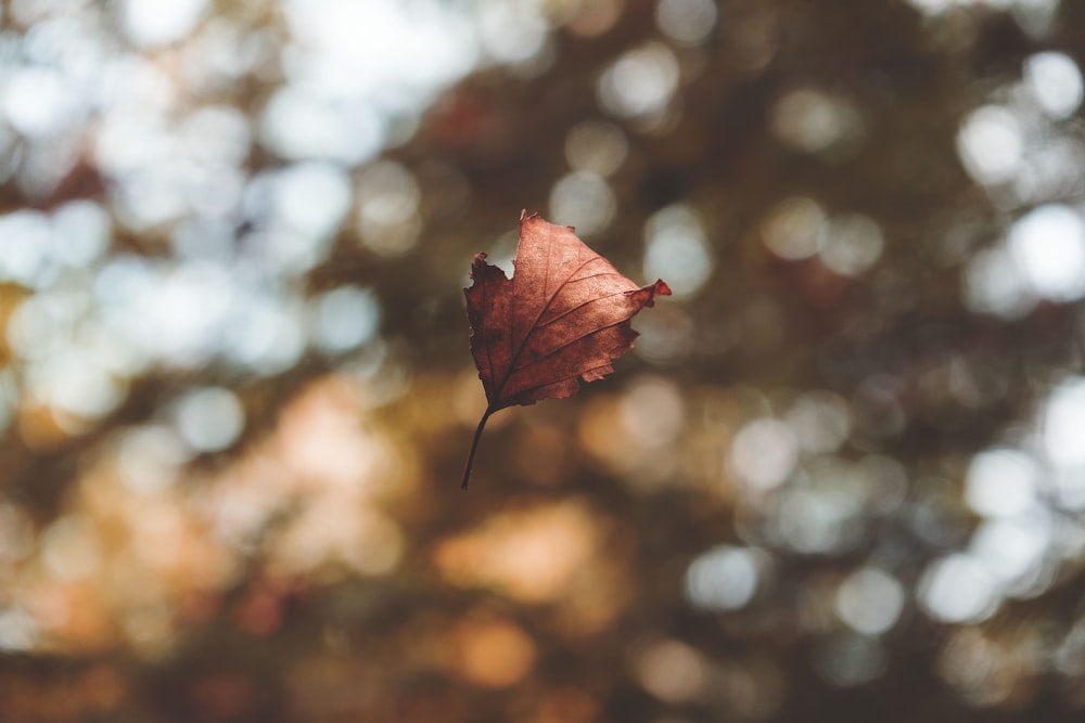 focus photography of dried leaf on midair