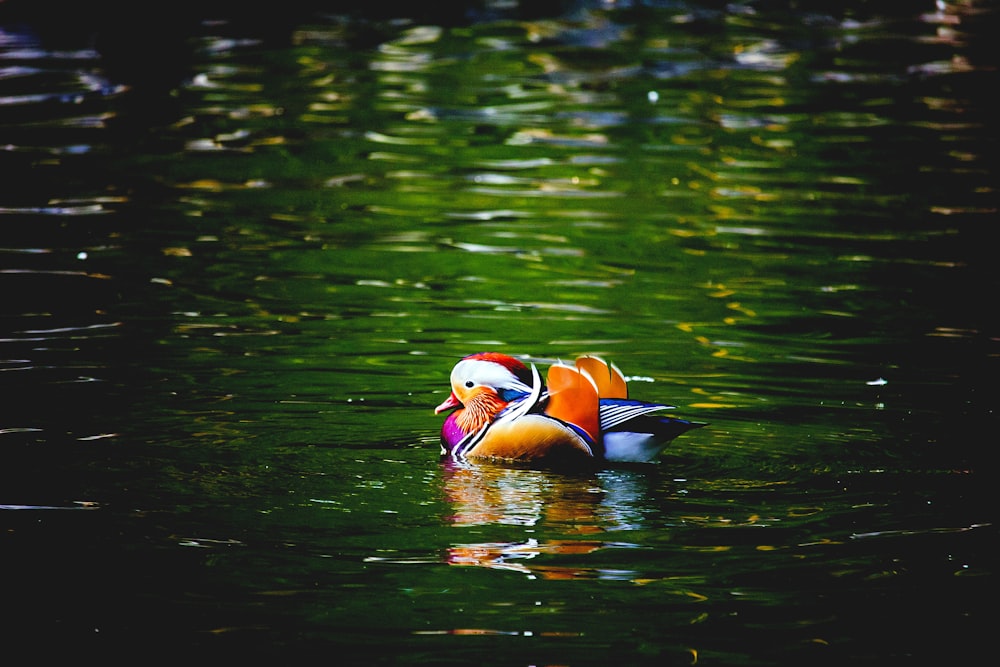 multicolored Mandarin bird in water