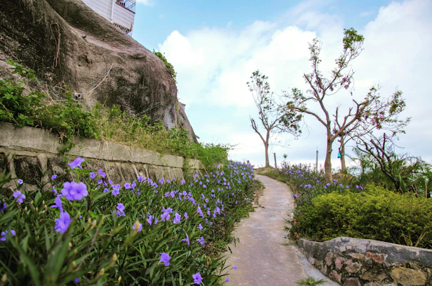 Pathway lined with wildflowers leading towards a sacred mountain peak.