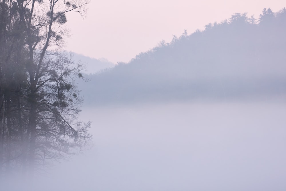 green leaf trees surrounded by fogs