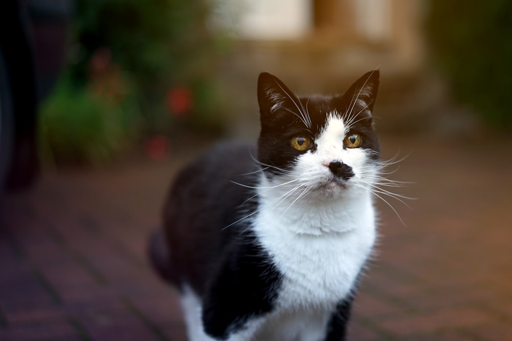 tilt-shift photography of white and black cat outdoors