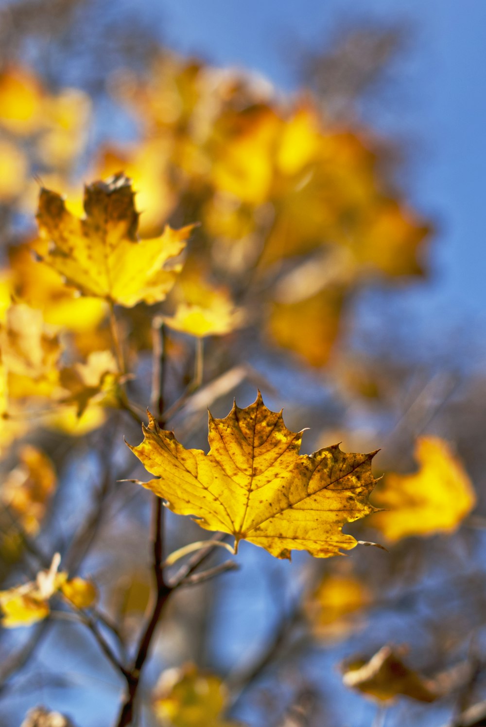 Autumn colors HD photo by Gabriele Diwald gabrielediwald on Autumn colors HD photo by Gabriele Diwald gabrielediwald on