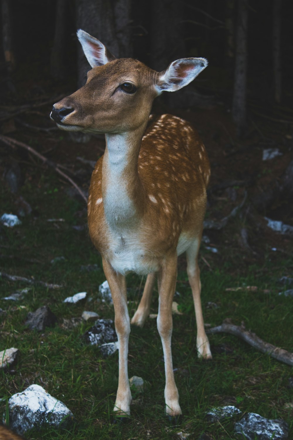 Rehe auf Gras umgeben von Bäumen