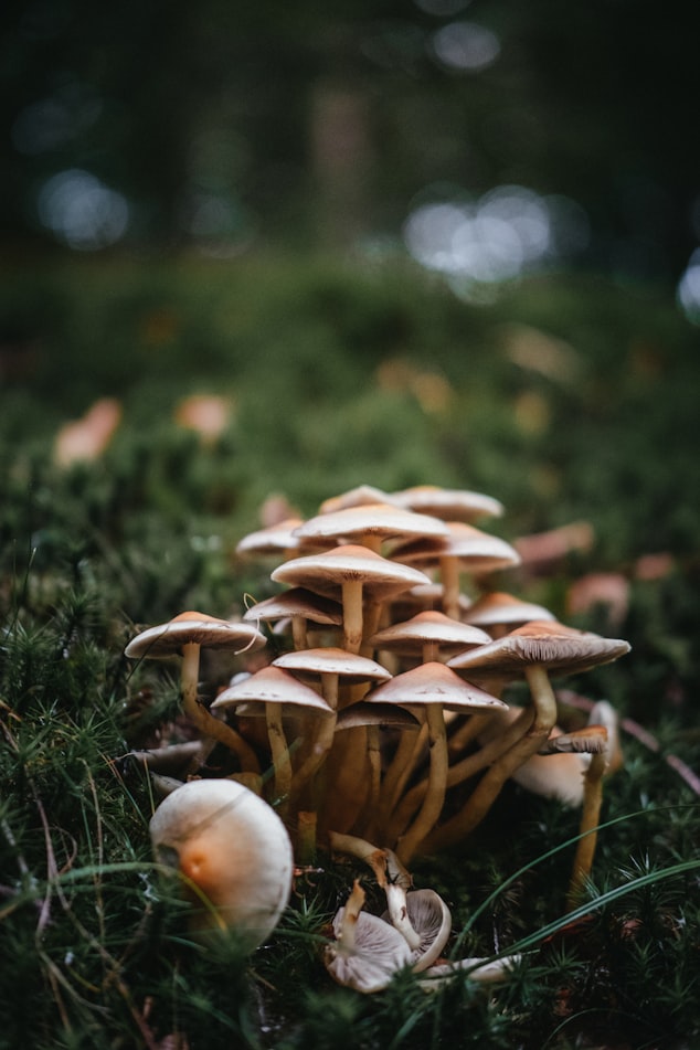 Growing Mushroom | Grow A Vegetable Garden With In Season Vegetables