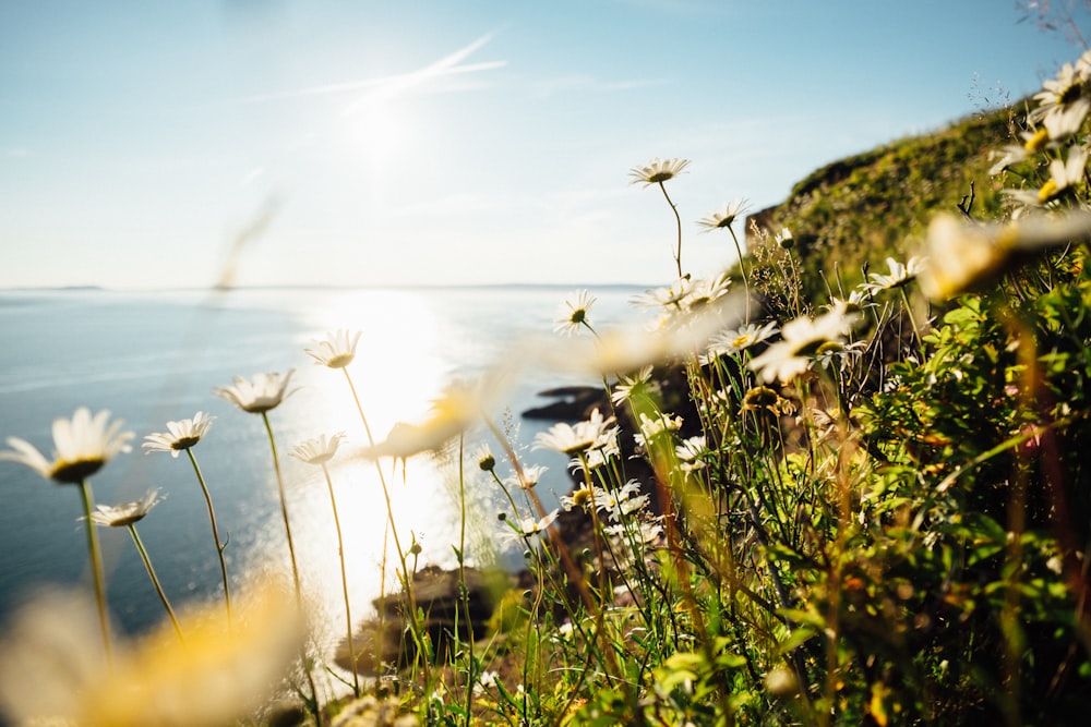 Fotografia de natureza de flores brancas de pétalas na montanha perto do corpo de água