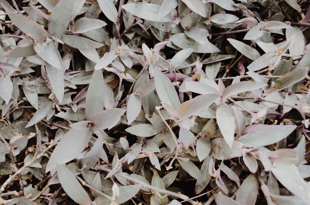 closeup photo of white leafed plant