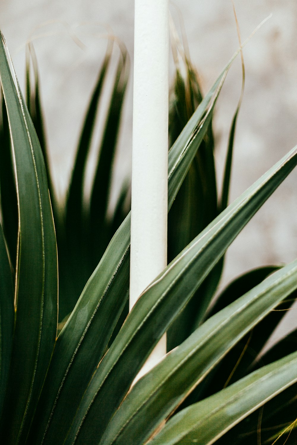 shallow focus photo of green leafed plant