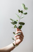 person holding leaf plant