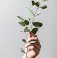 person holding leaf plant