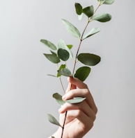 person holding leaf plant