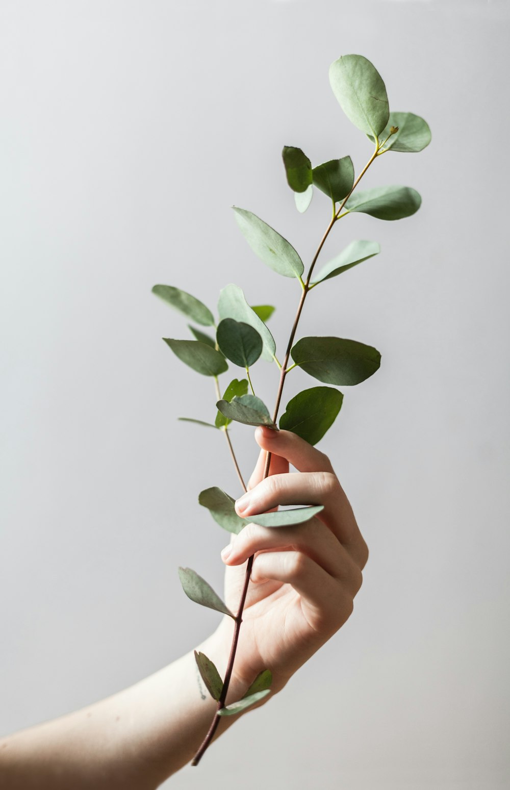 personne tenant une plante à feuilles