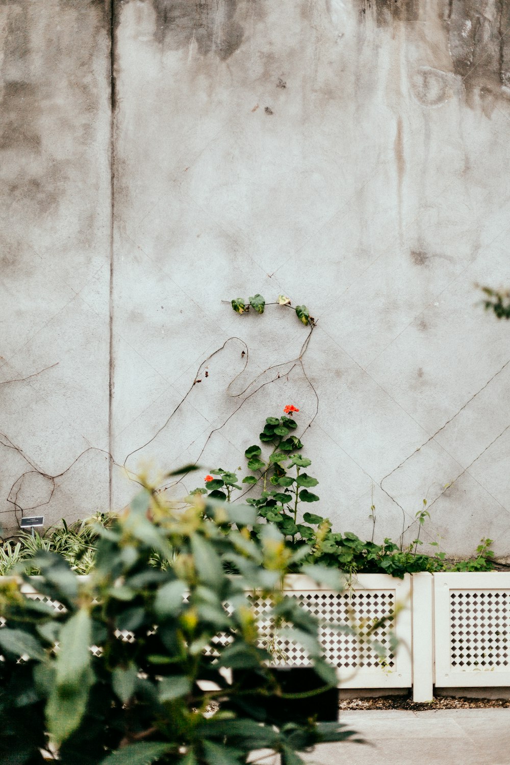 green vine plant on white concrete wall