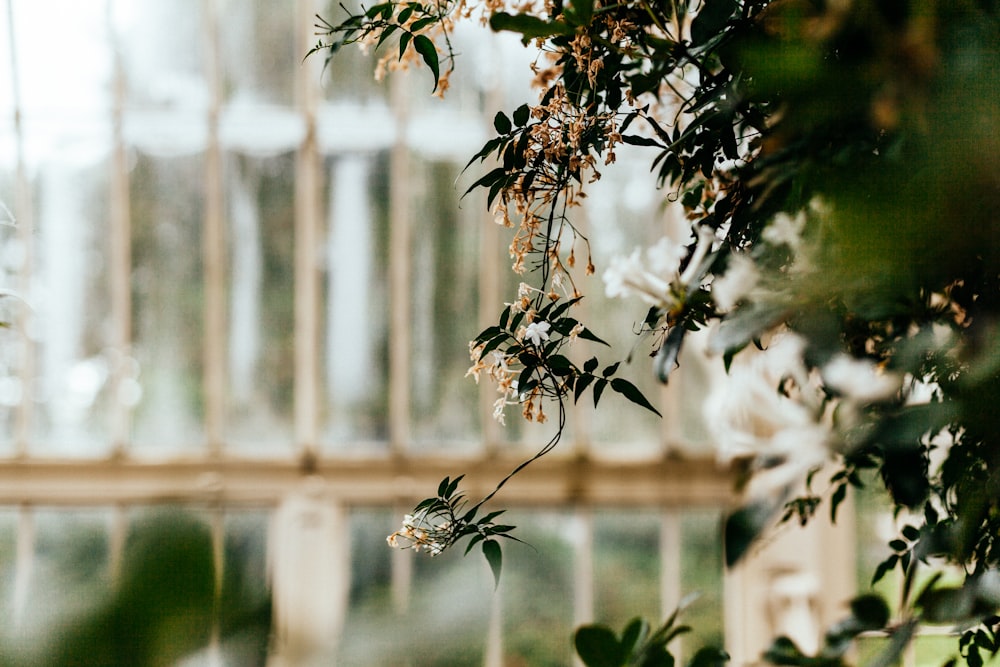 shallow focus photography of white flowers