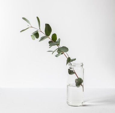 green leafed plant in glass jar
