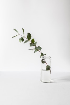 green leafed plant in glass jar