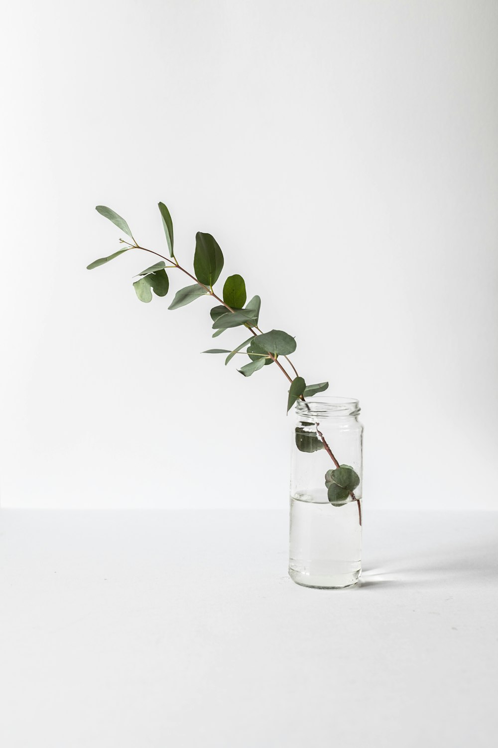 Planta de hojas verdes en frasco de vidrio