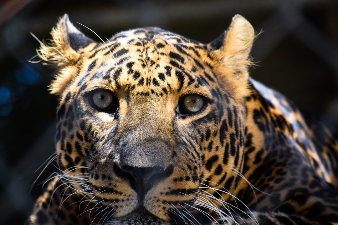 brown leopard,