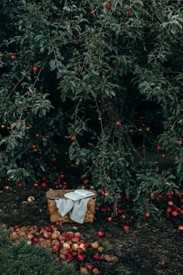 photo of basket near fruits and tree